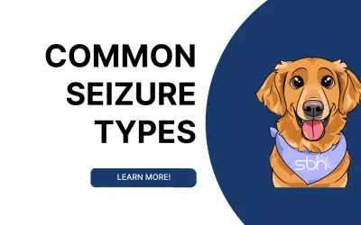 Common Seizure Types